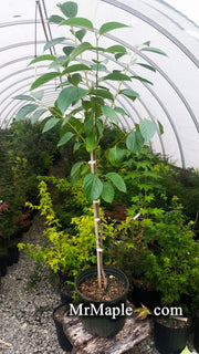 - Diospyros kaki 'Giant Fuyu' Japanese Persimmon Tree - Mr Maple │ Buy Japanese Maple Trees