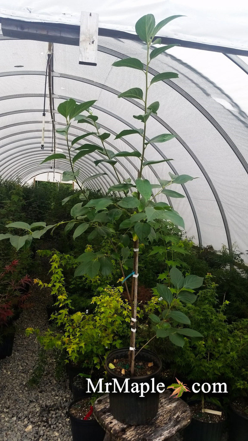 - Diospyros kaki 'Matsumoto' Early Fruiting Perssimmon Tree - Mr Maple │ Buy Japanese Maple Trees