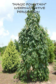 - Diospyros virginiana Magic Fountain Weeping Native Persimmon - Mr Maple │ Buy Japanese Maple Trees