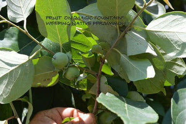 - Diospyros virginiana Magic Fountain Weeping Native Persimmon - Mr Maple │ Buy Japanese Maple Trees