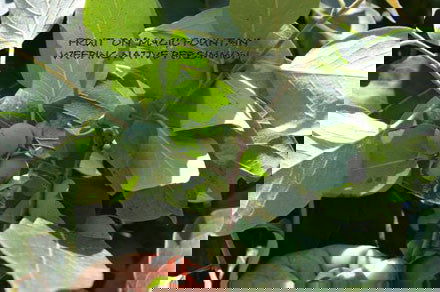 - Diospyros virginiana Magic Fountain Weeping Native Persimmon - Mr Maple │ Buy Japanese Maple Trees