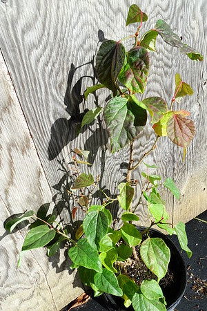 - Disanthus cercidifolius 'Rikyu' Dwarf Japanese Redbud Hazel - Mr Maple │ Buy Japanese Maple Trees