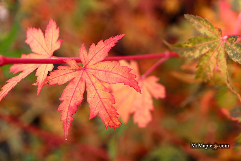 Acer palmatum 'Dixie Delight' Japanese Maple