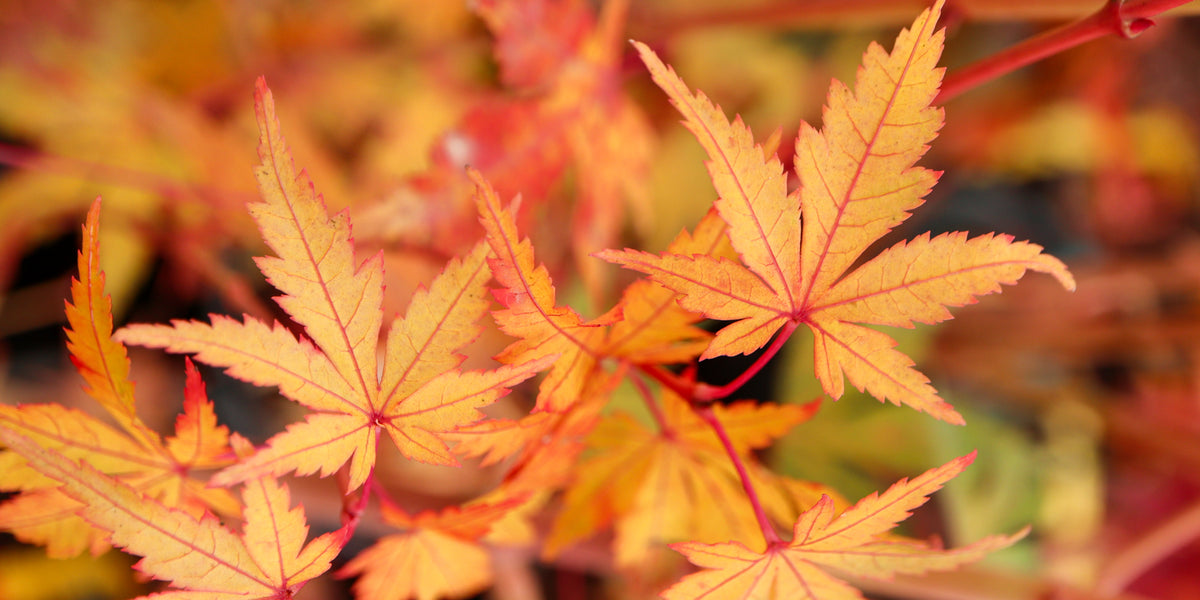 ahpl A.H.P.L ナッティダディ　　レアCOLOR Buy Acer palmatum 'Dixie Delight' Japanese Maple — Mr Maple │ Buy