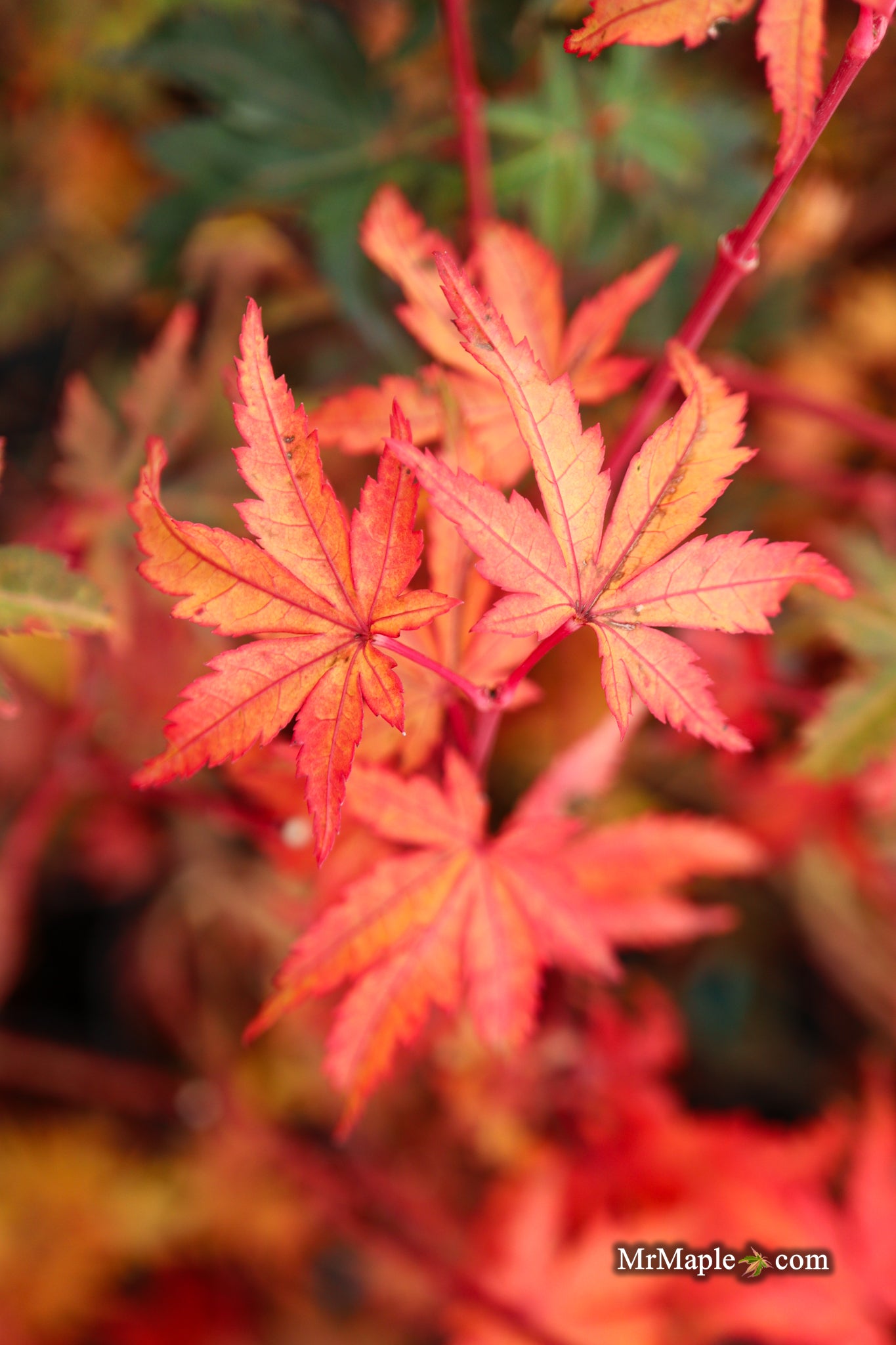 Buy Acer palmatum 'Dixie Delight' Japanese Maple — Mr Maple │ Buy