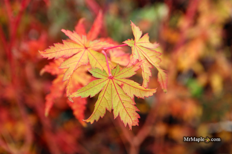 Acer palmatum 'Dixie Delight' Japanese Maple