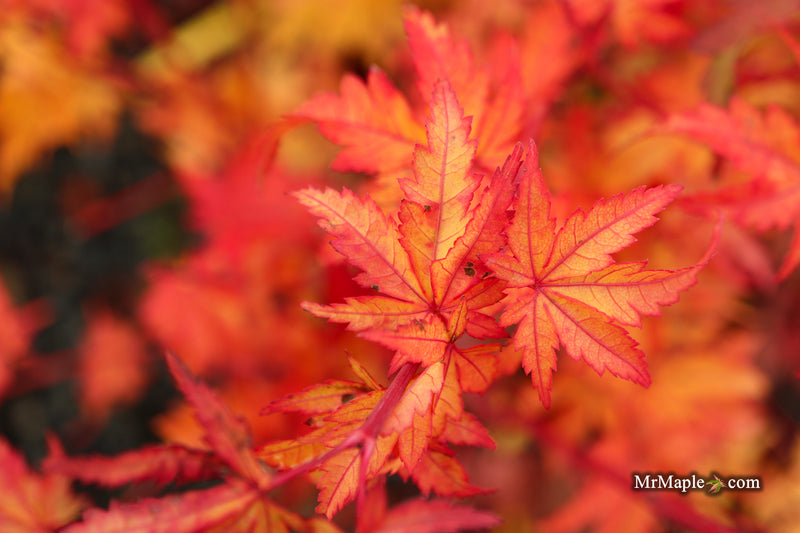 Acer palmatum 'Dixie Delight' Japanese Maple