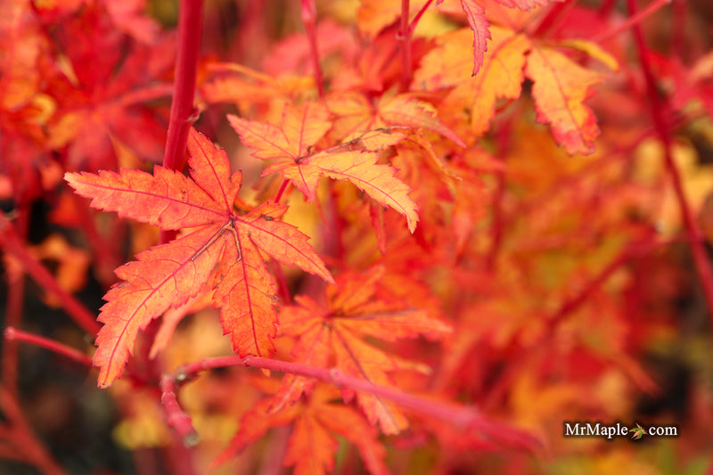 Acer palmatum 'Dixie Delight' Japanese Maple