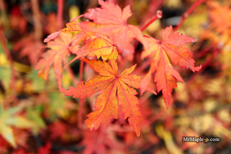 Acer palmatum 'Dixie Delight' Japanese Maple