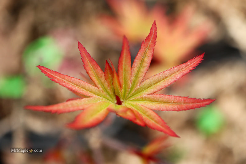 Acer palmatum 'Dracula' Japanese Maple