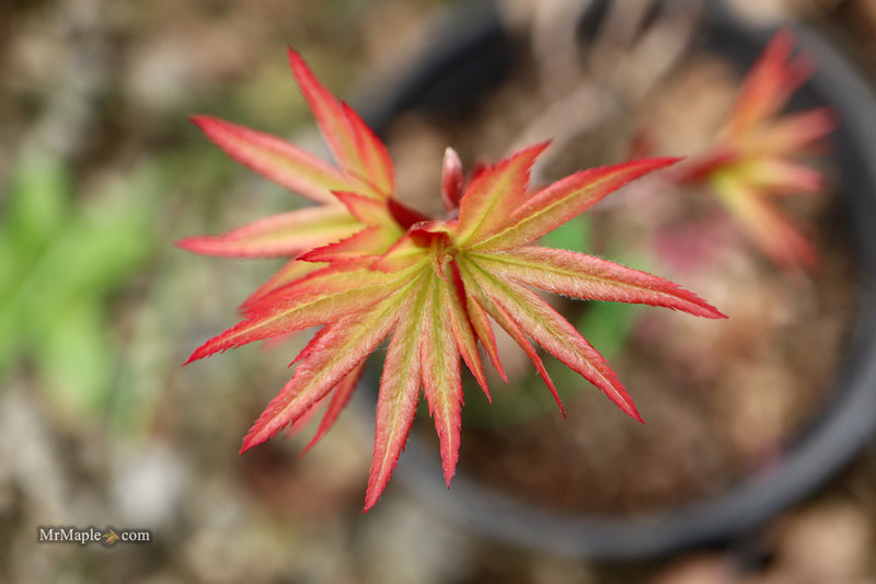 Acer palmatum 'Dracula' Japanese Maple