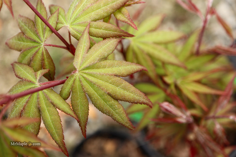 Acer palmatum 'Dracula' Japanese Maple