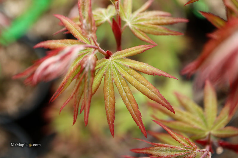 Acer palmatum 'Dracula' Japanese Maple