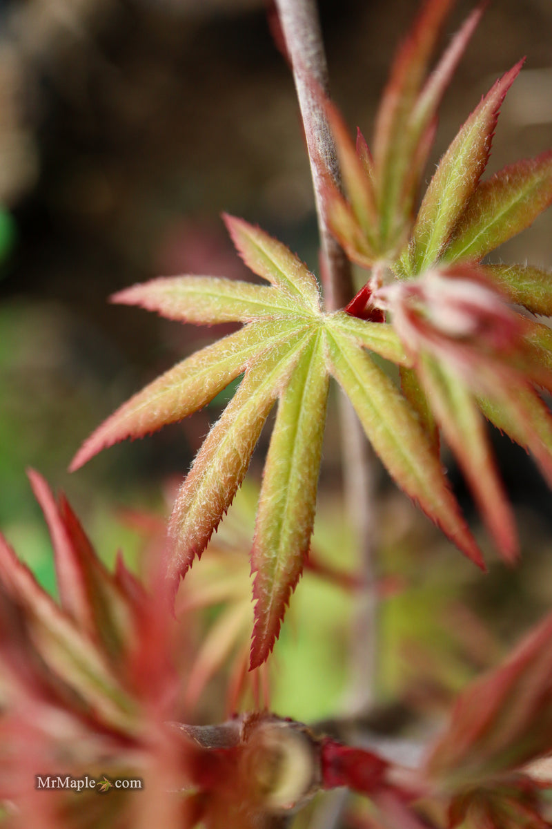 Acer palmatum 'Dracula' Japanese Maple