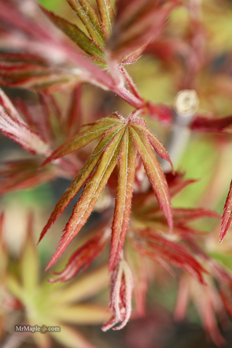 Acer palmatum 'Dracula' Japanese Maple