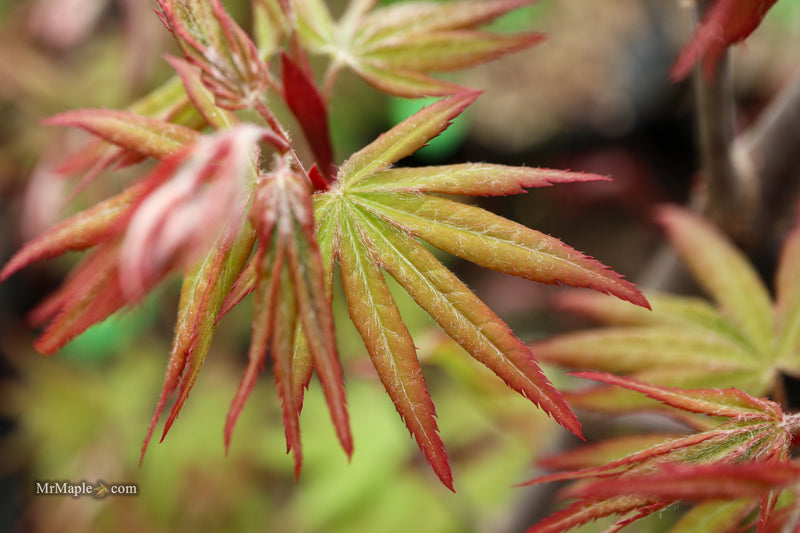 Acer palmatum 'Dracula' Japanese Maple