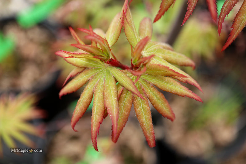 Acer palmatum 'Dracula' Japanese Maple