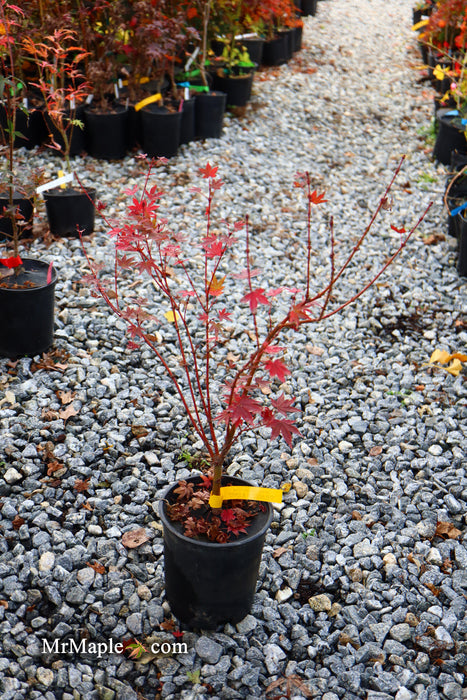 Acer palmatum 'Dragon King' Red Japanese Maple Tree