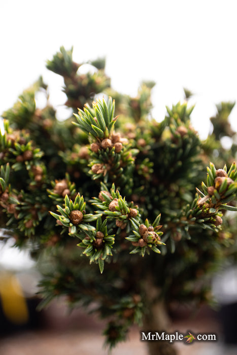 Picea abies 'Dumpy' Rare Dwarf Norway Spruce