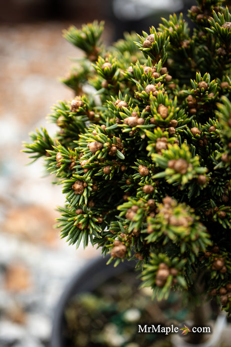 Picea abies 'Dumpy' Rare Dwarf Norway Spruce