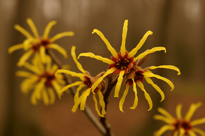 Hamamelis x intermedia 'Early Bird' Golden Witch Hazel