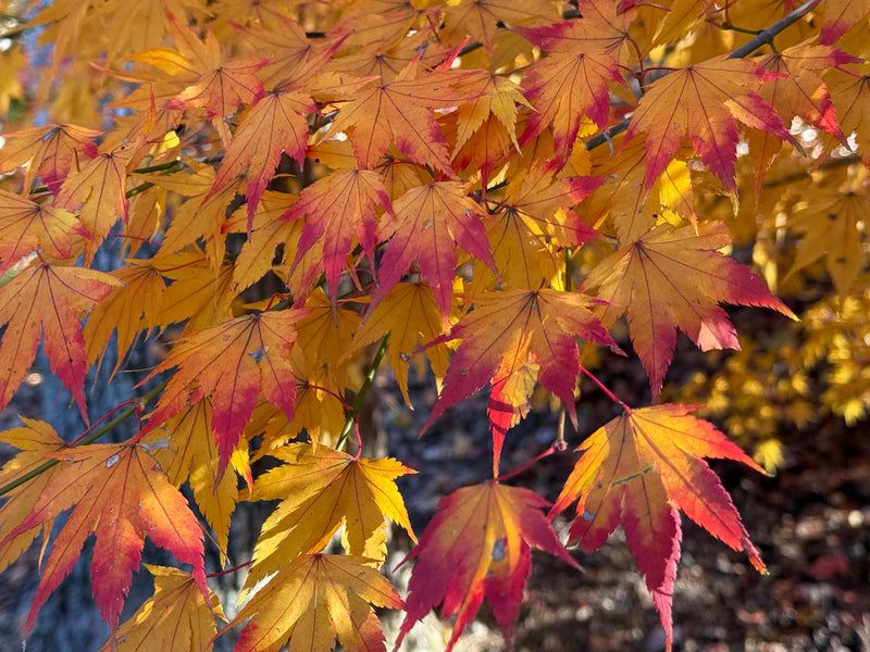Acer palmatum 'Fall Red Tips' Japanese Maple