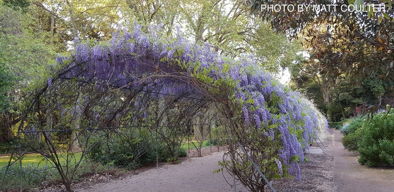 Wisteria floribunda 'Lawrence' Pale Lavender Japanese Wisteria