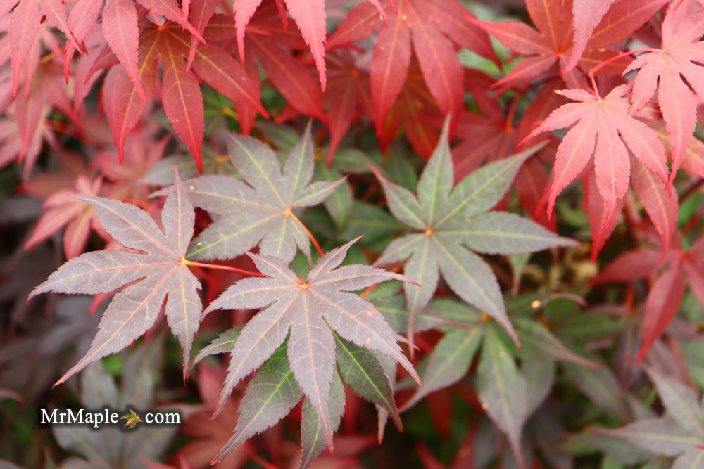 Acer palmatum 'Samurai Sword' Japanese Maple