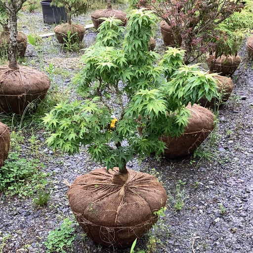 - FOR PICKUP ONLY | Acer palmatum 'Tattoo' Dwarf Japanese Maple | DOES NOT SHIP - Mr Maple │ Buy Japanese Maple Trees