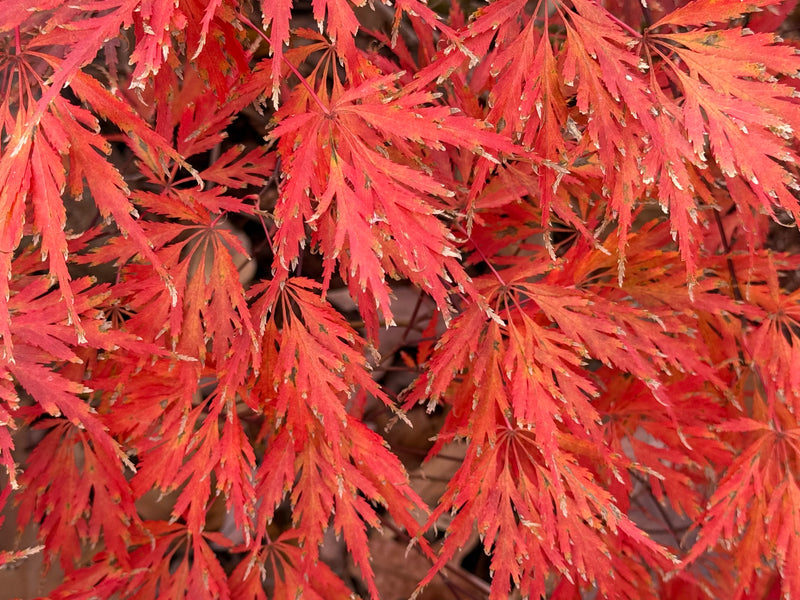 Acer palmatum 'Green Gem' Japanese Maple