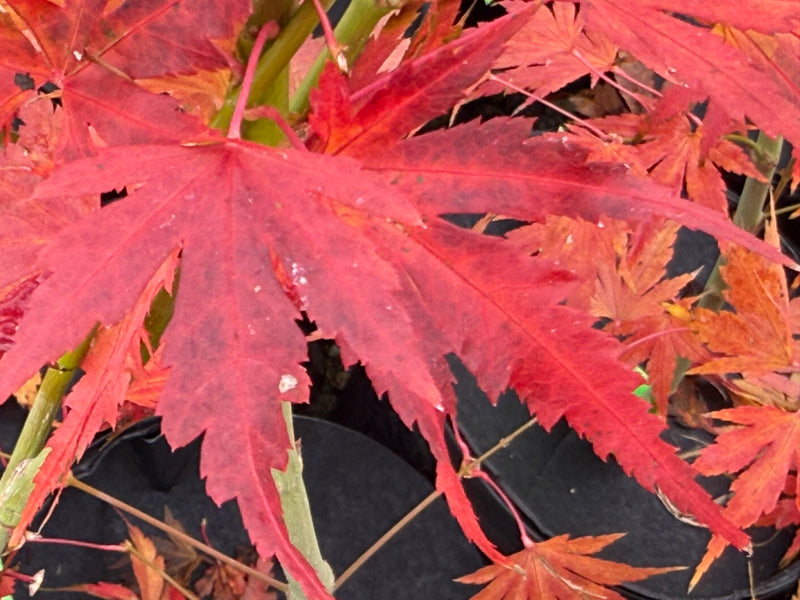 Acer palmatum ‘Elena Melodi’ Japanese Maple