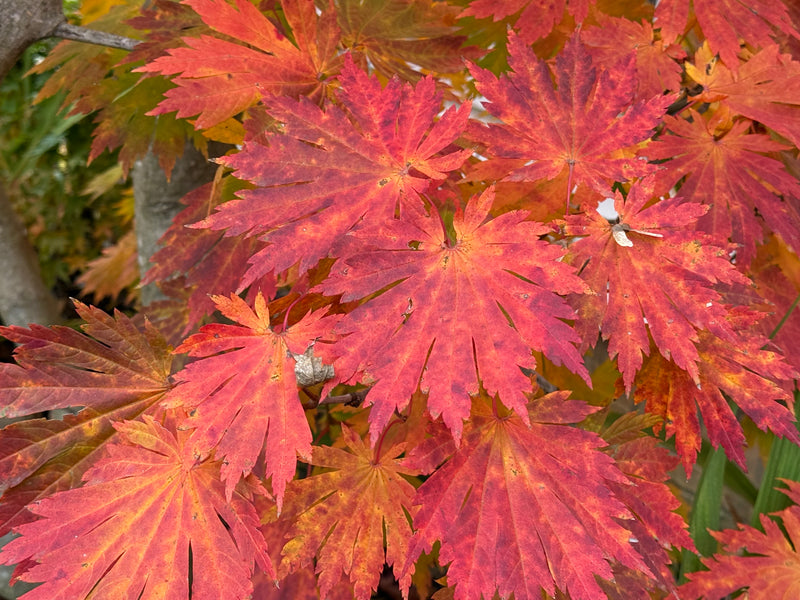 Acer japonicum 'Yama kage' Mountain Shadows Full Moon Japanese Maple