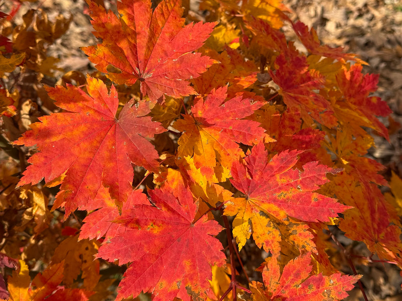 Acer sieboldianum 'Ookisha' Japanese Maple