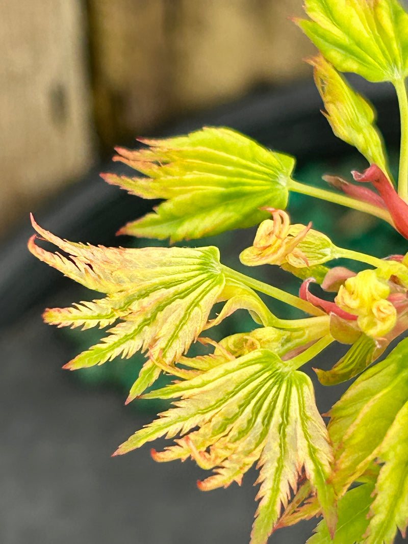 Acer palmatum 'Starry Skies' Variegated Japanese Maple