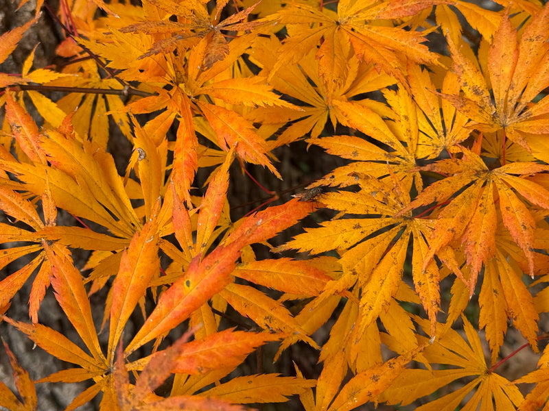 Acer shirasawanum 'Bronze Age' Bronze Full Moon Japanese Maple