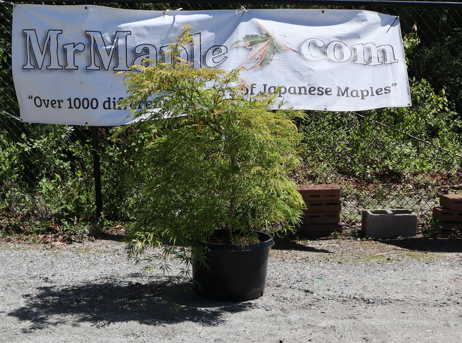 FOR PICK UP ONLY | Acer palmatum 'Washi no o' Dwarf Weeping Japanese Maple | DOES NOT SHIP