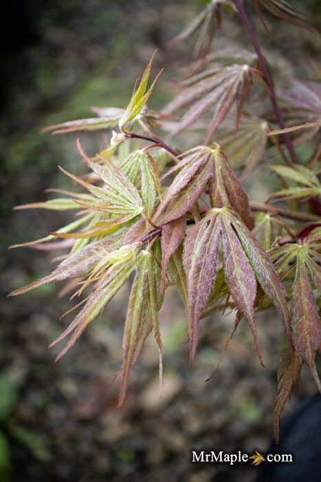 Acer palmatum 'Earth Fire' Rare Japanese Maple