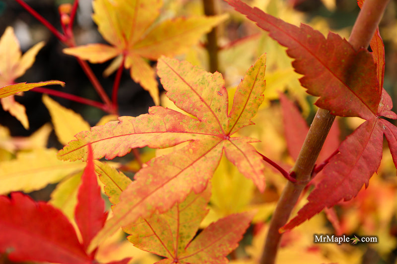 Acer palmatum 'Eddisbury' Coral Bark Japanese Maple