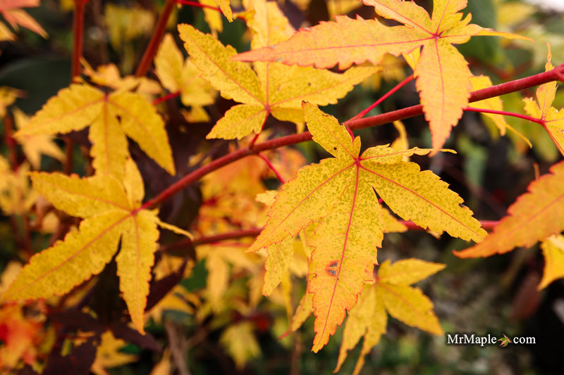 Acer palmatum 'Eddisbury' Coral Bark Japanese Maple