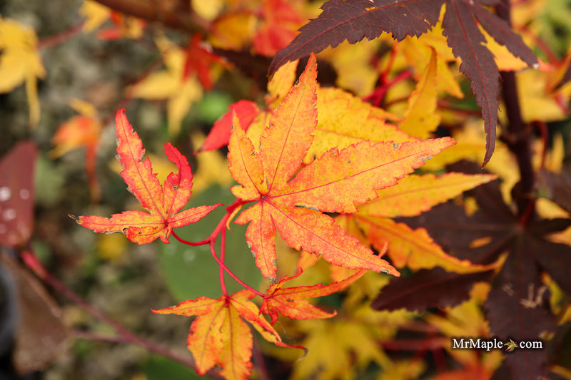 Acer palmatum 'Eddisbury' Coral Bark Japanese Maple