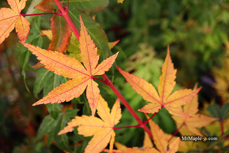 Acer palmatum 'Eddisbury' Coral Bark Japanese Maple