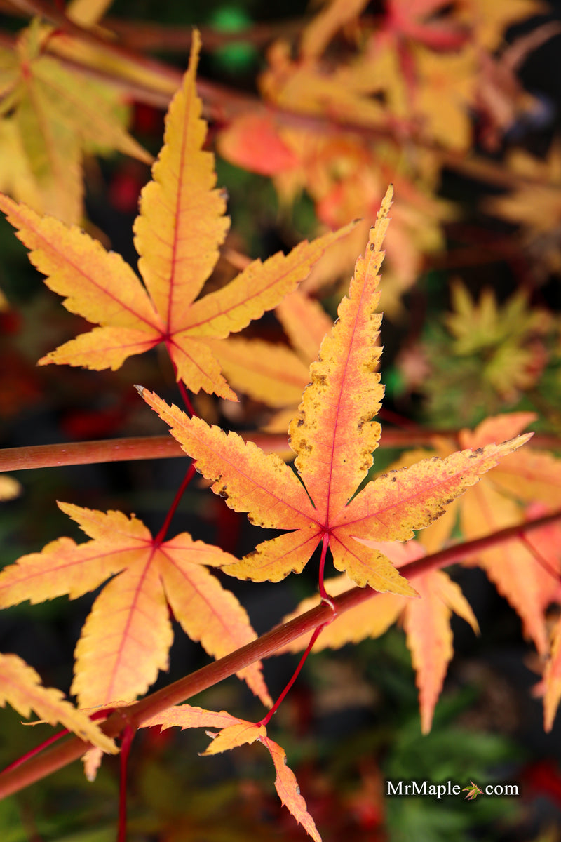 Acer palmatum 'Eddisbury' Coral Bark Japanese Maple
