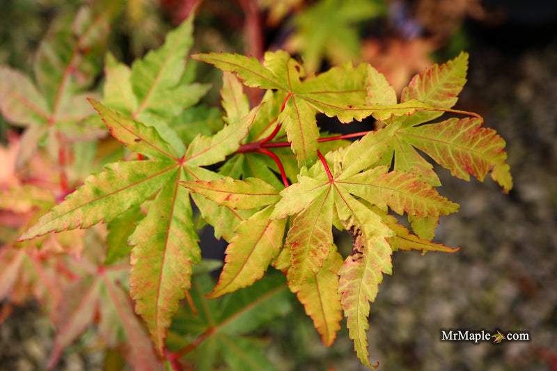 Acer palmatum 'Eddisbury' Coral Bark Japanese Maple