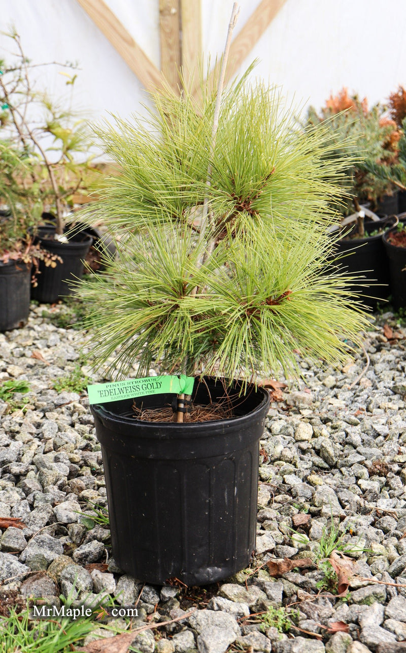 Pinus strobus 'Edelweiss Gold' Eastern White Pine