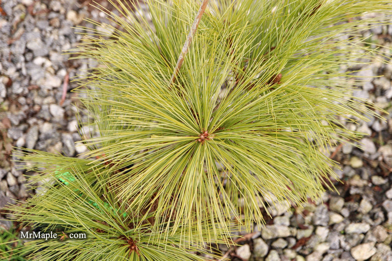Pinus strobus 'Edelweiss Gold' Eastern White Pine