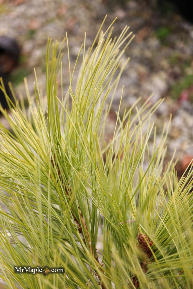 Pinus strobus 'Edelweiss Gold' Eastern White Pine
