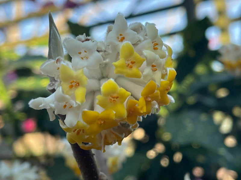 - Edgeworthia chrysantha Chinese Paper Plant - Mr Maple │ Buy Japanese Maple Trees