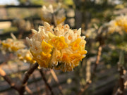 - Edgeworthia chrysantha Chinese Paper Plant - Mr Maple │ Buy Japanese Maple Trees