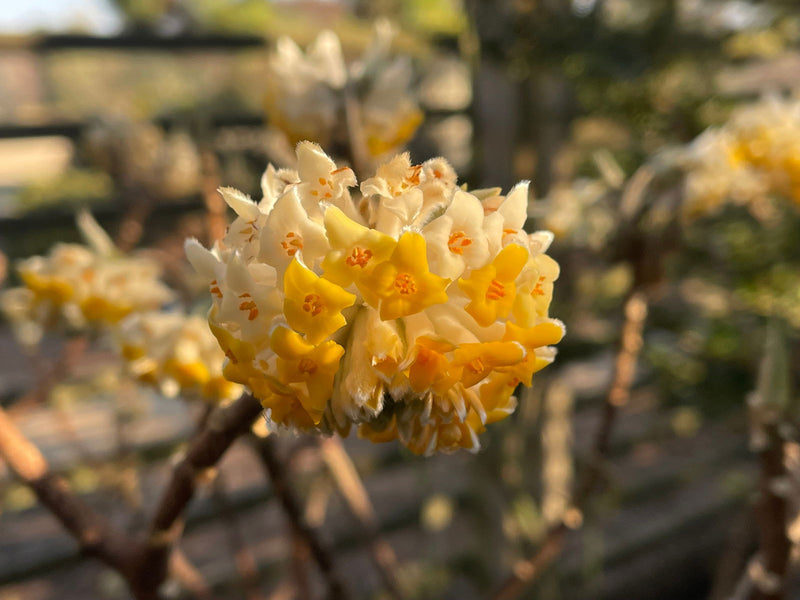 - Edgeworthia chrysantha Chinese Paper Plant - Mr Maple │ Buy Japanese Maple Trees