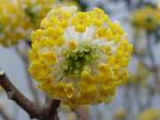 - Edgeworthia chrysantha 'Gold Rush' Chinese Paperbush - Mr Maple │ Buy Japanese Maple Trees